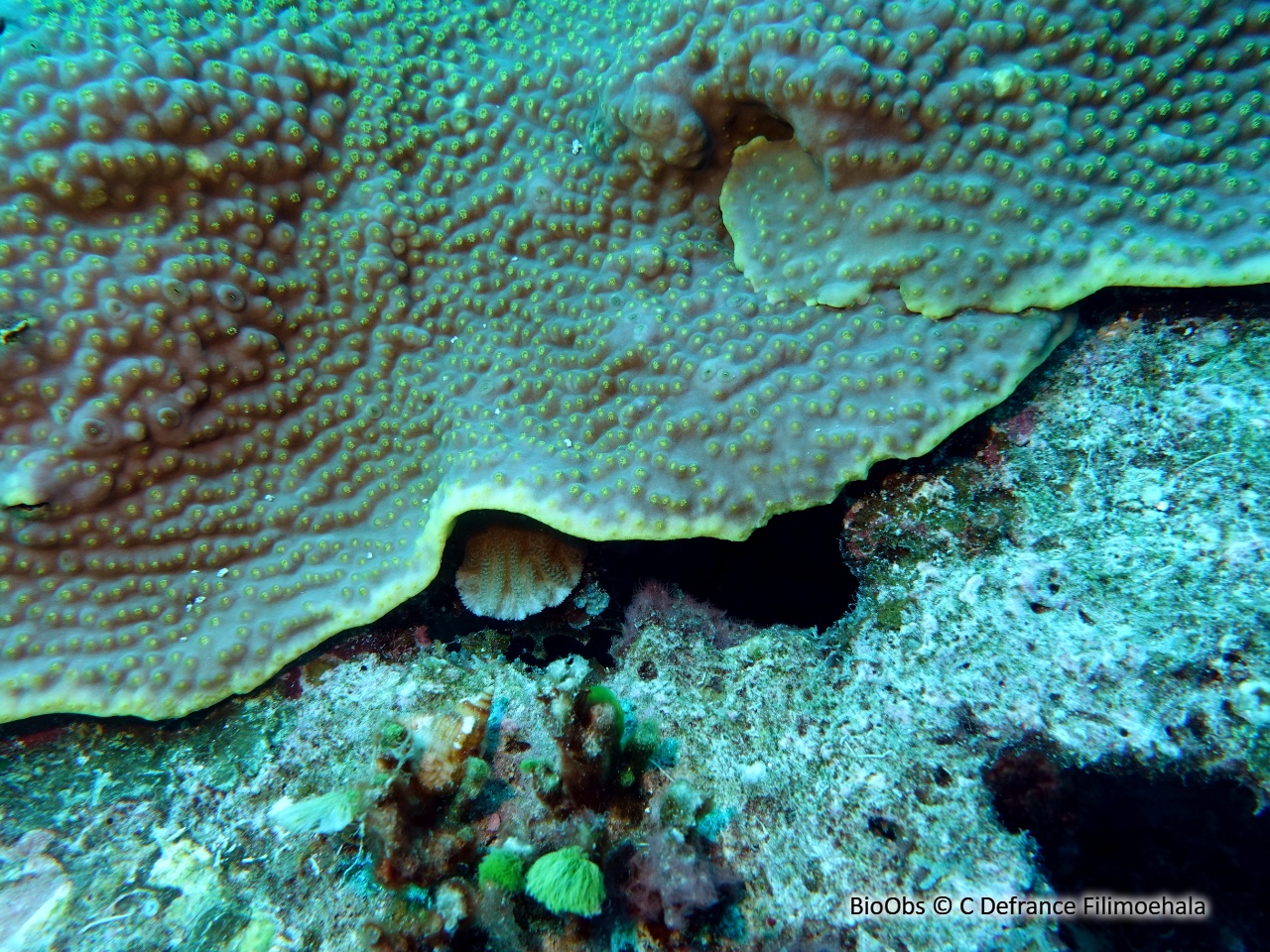 Corail-feuille rugueuse - Echinophyllia aspera - C Defrance Filimoehala - BioObs