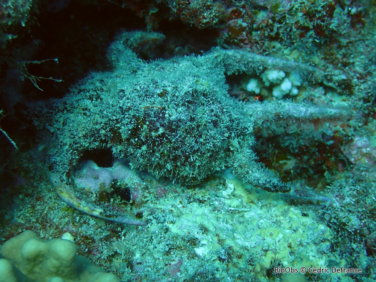 Strombe-harpago-chirargre - Harpago chiragra - Cédric Defrance - BioObs