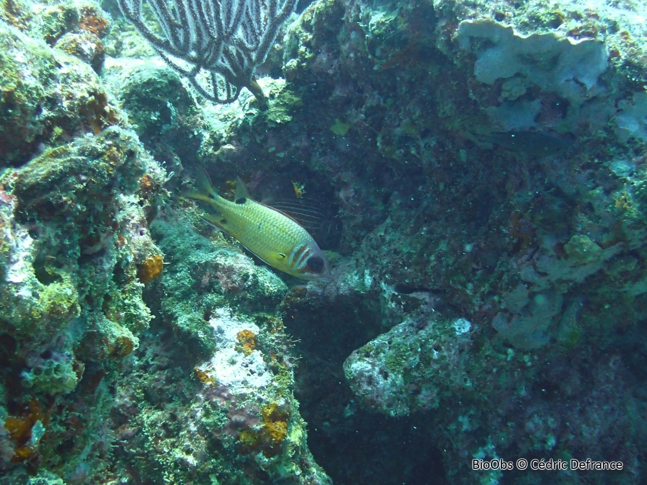 Poisson-écureuil à points noirs - Sargocentron melanospilos - Cédric Defrance - BioObs