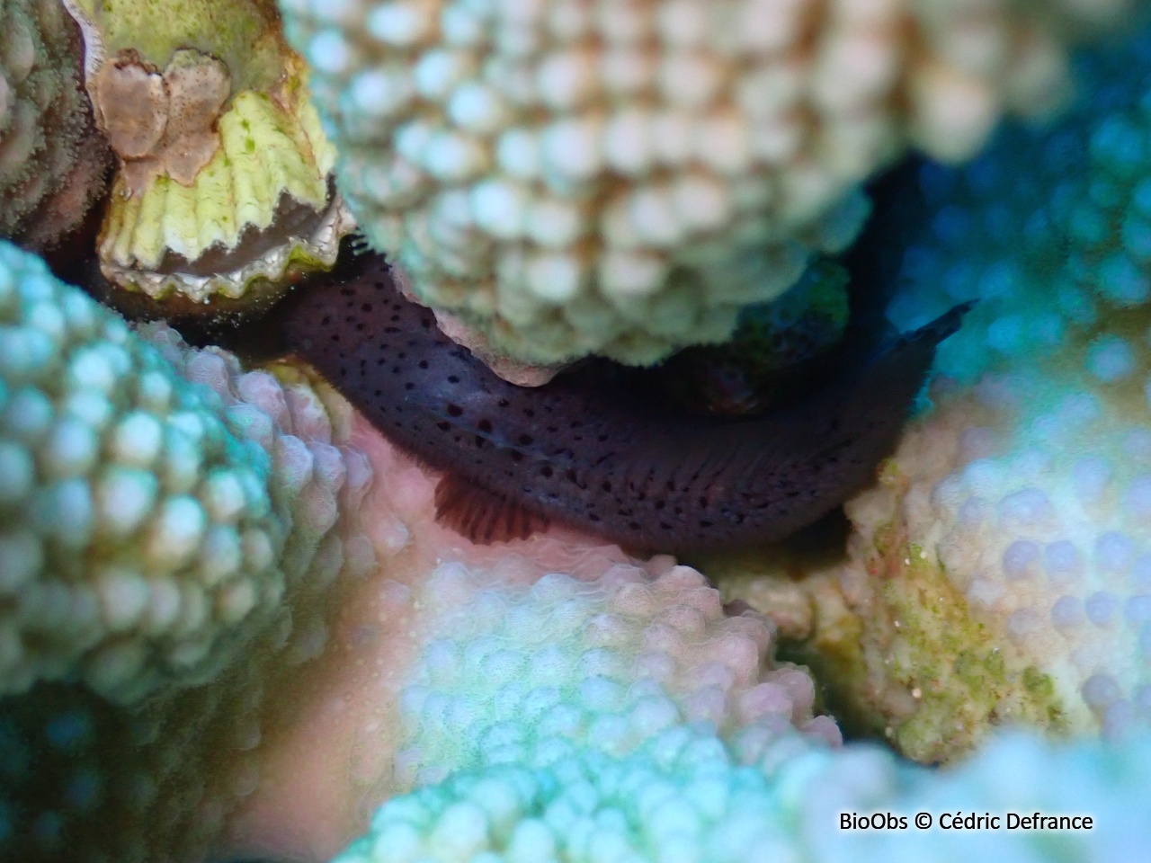 Poisson velours tacheté - Caracanthus maculatus - Cédric Defrance - BioObs