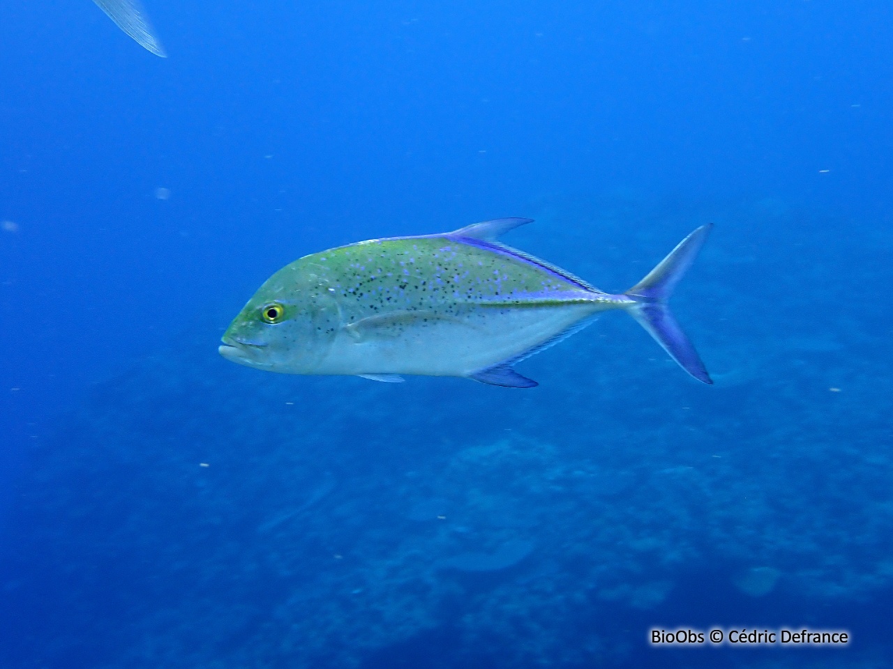 Carangue bleue - Caranx melampygus - Cédric Defrance - BioObs