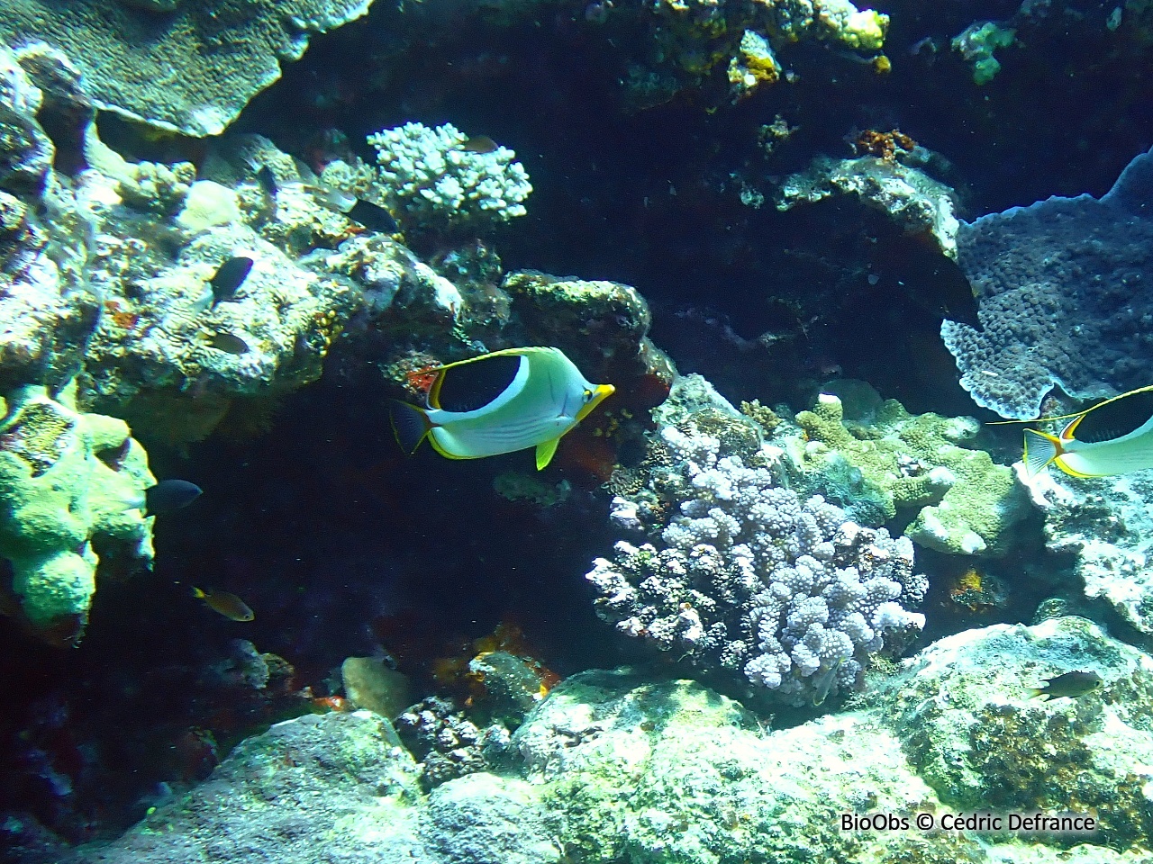 Poisson-papillon à selle noire - Chaetodon ephippium - Cédric Defrance - BioObs