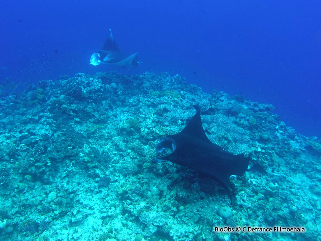 Manta d'Alfred - Mobula alfredi - C Defrance Filimoehala - BioObs