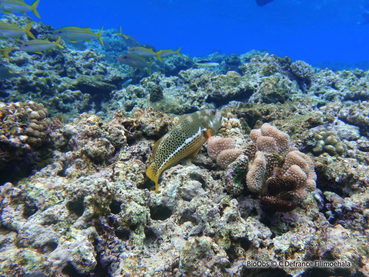 Epervier tacheté - Paracirrhites hemistictus - C Defrance Filimoehala - BioObs