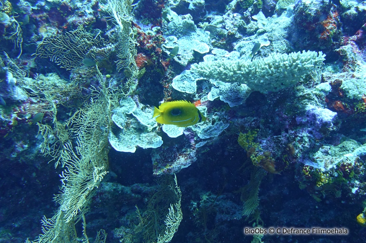 Poisson-papillon de Bennett - Chaetodon bennetti - C Defrance Filimoehala - BioObs