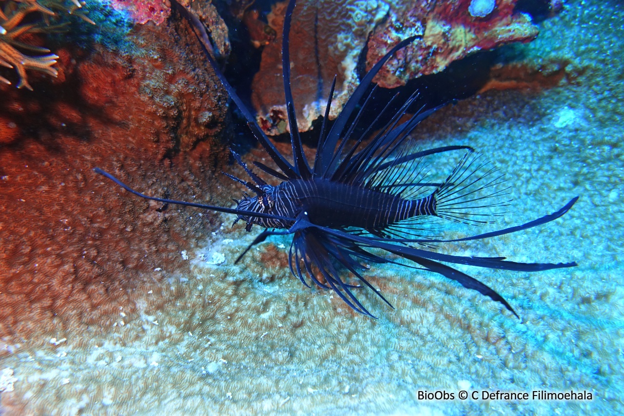 Rascasse volante du pacifique - Pterois volitans - C Defrance Filimoehala - BioObs