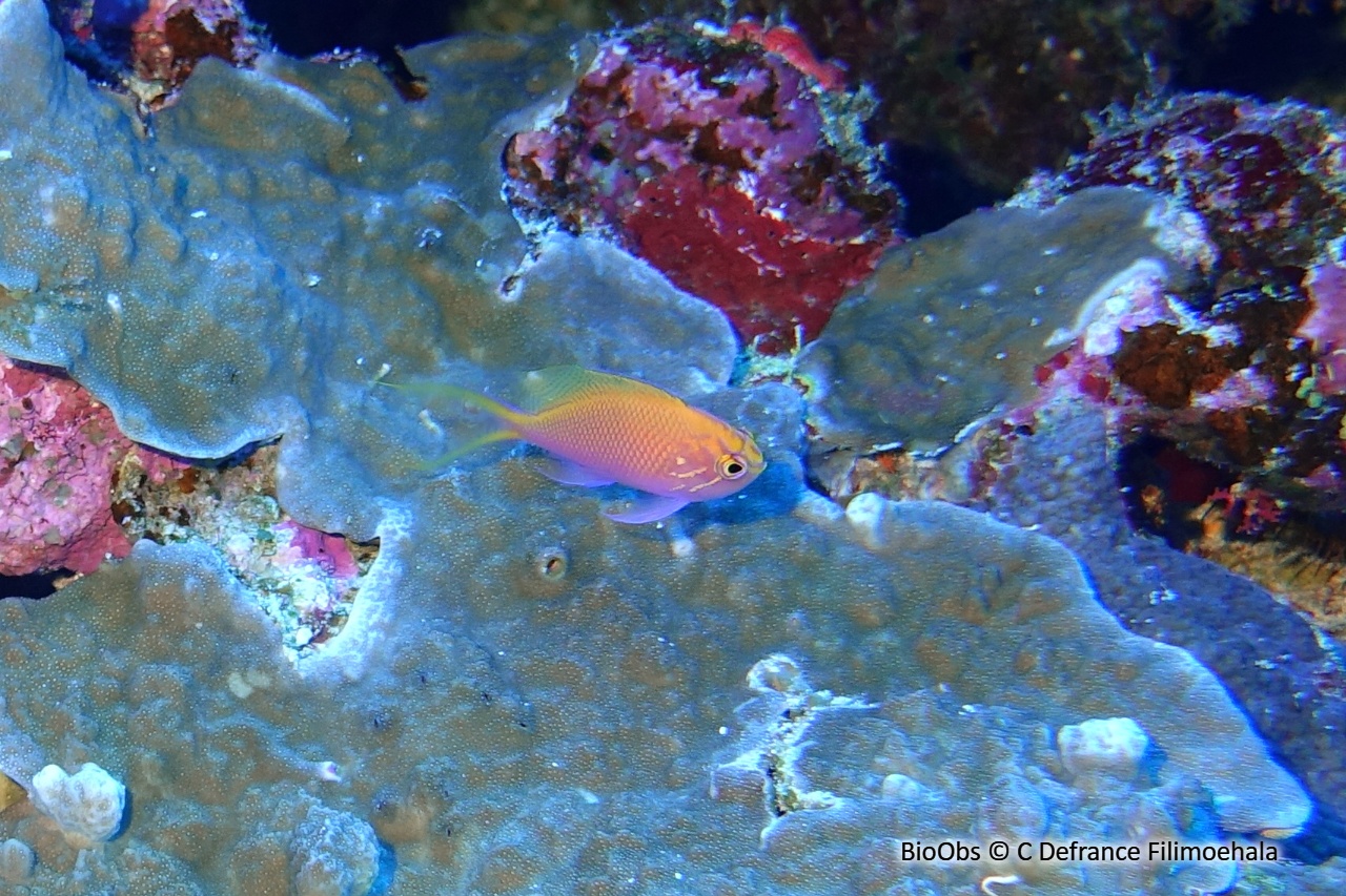 Anthias-faucon - Serranocirrhitus latus - C Defrance Filimoehala - BioObs