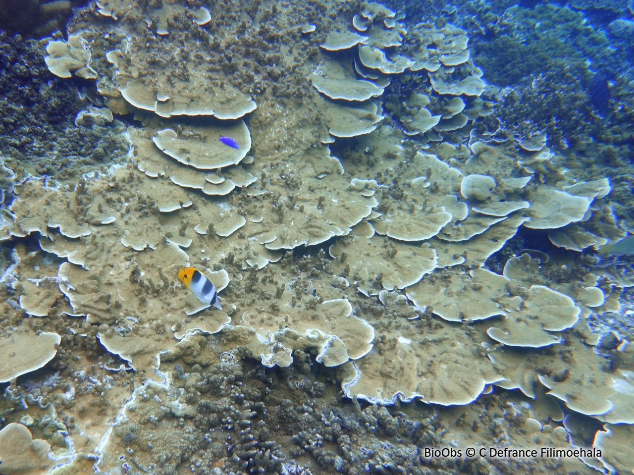 Corail plateau - Montipora sp - C Defrance Filimoehala - BioObs