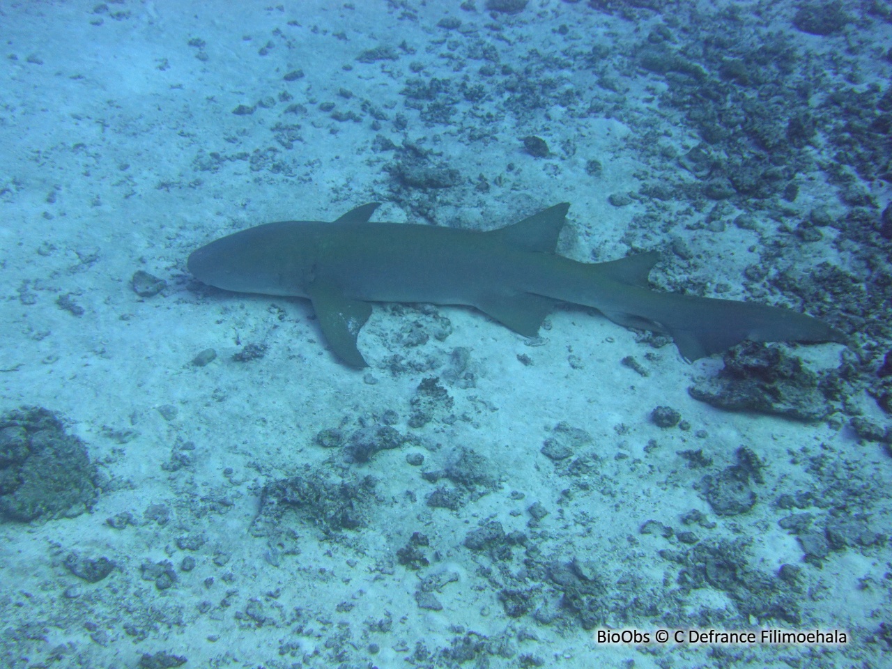 Requin-nourrice fauve - Nebrius ferrugineus - C Defrance Filimoehala - BioObs