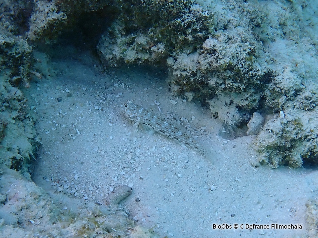 Istigobius décoré - Istigobius decoratus - C Defrance Filimoehala - BioObs