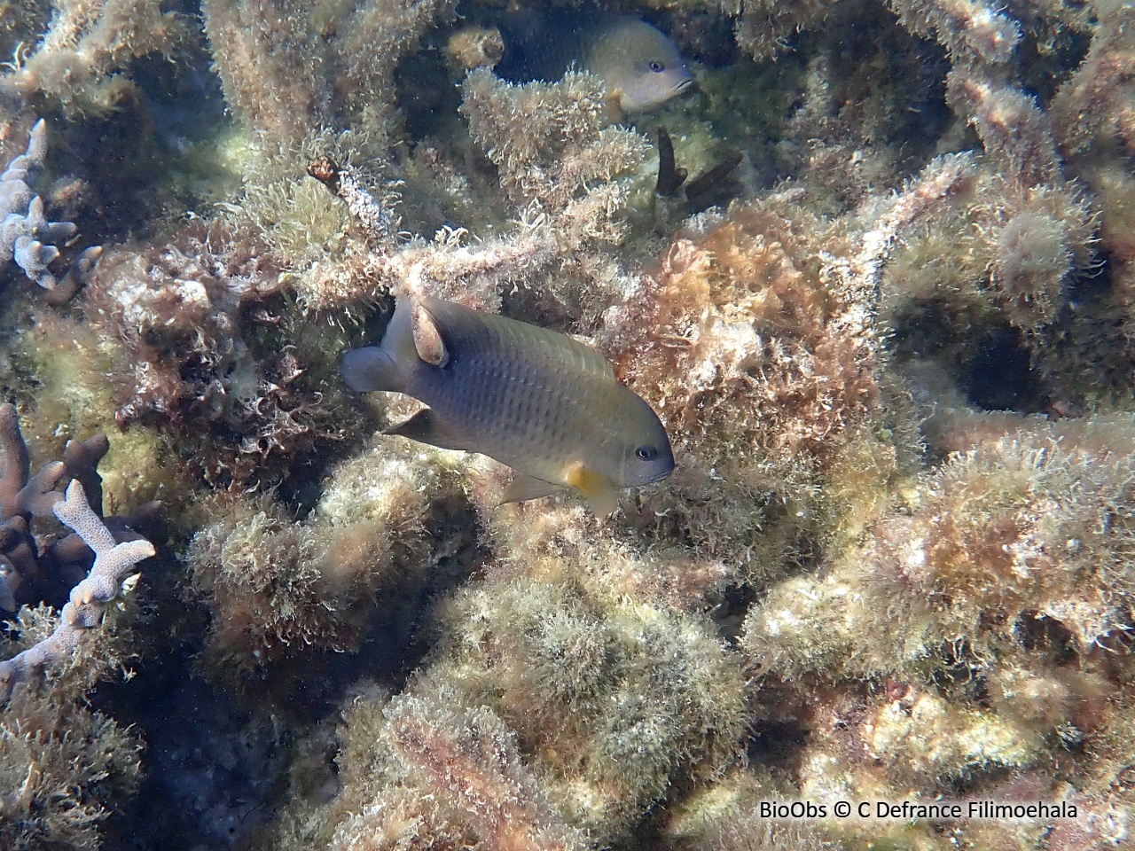 Poisson-fermier - Stegastes punctatus - C Defrance Filimoehala - BioObs