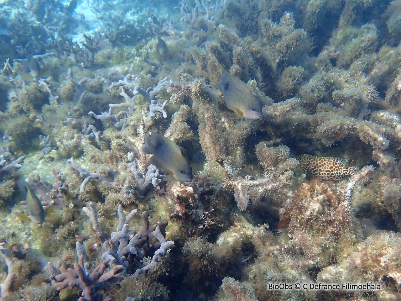 Poisson-fermier - Stegastes punctatus - C Defrance Filimoehala - BioObs