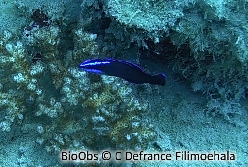 Pseudochromis de springer - Pseudochromis springeri - C Defrance Filimoehala - BioObs