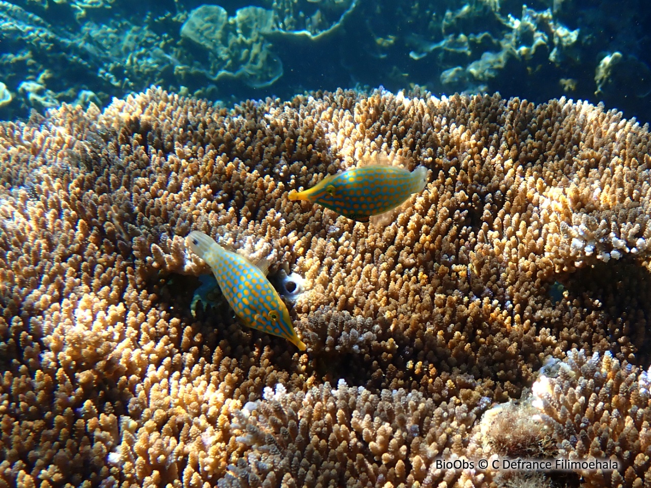 Poisson-lime à taches orange - Oxymonacanthus longirostris - C Defrance Filimoehala - BioObs