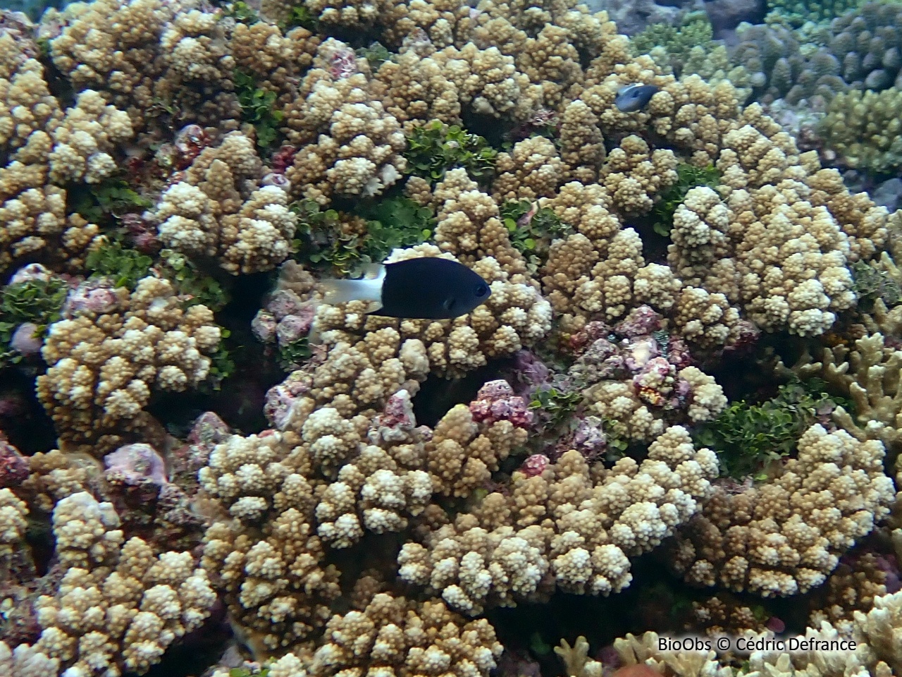 Chromis bicolore - Chromis margaritifer - Cédric Defrance - BioObs