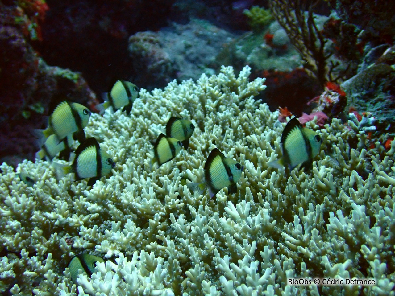 Demoiselle réticulée - Dascyllus reticulatus - Cédric Defrance - BioObs