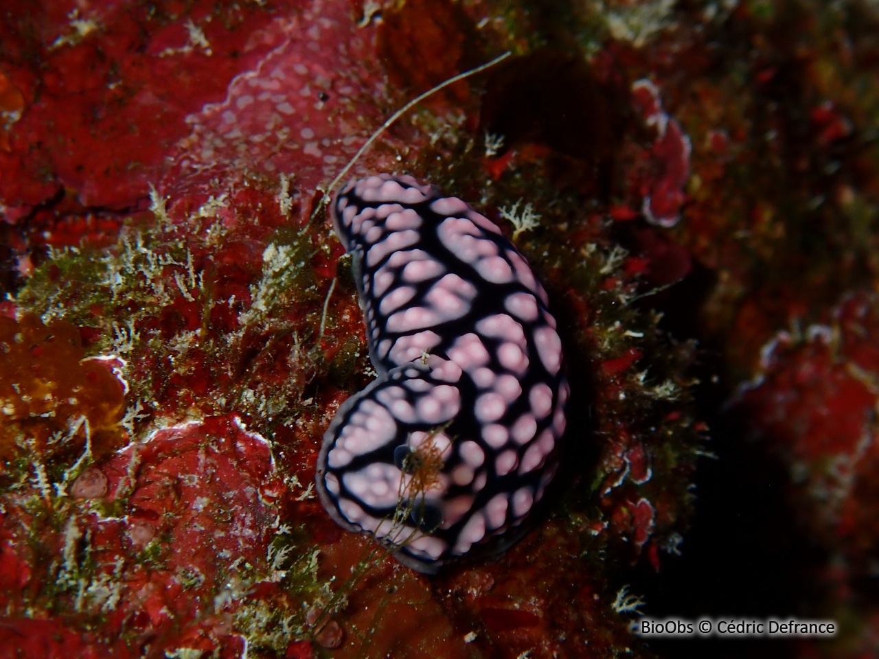 Phyllidie pustuleuse - Phyllidiella pustulosa - Cédric Defrance - BioObs