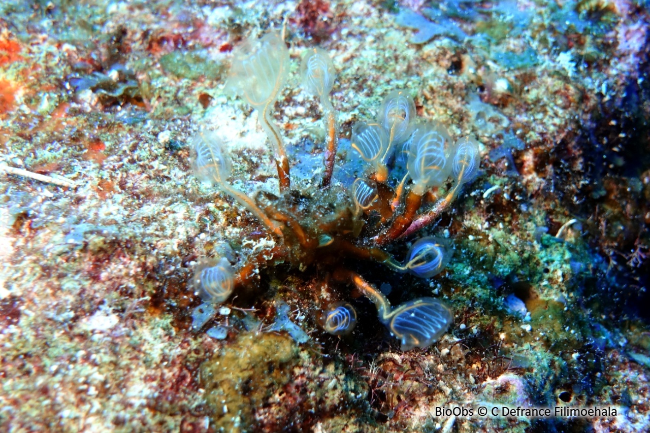 Claveline pédonculée orange - Clavelina detorta - C Defrance Filimoehala - BioObs