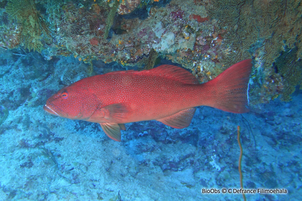 Saumonée léopard - Plectropomus leopardus - C Defrance Filimoehala - BioObs