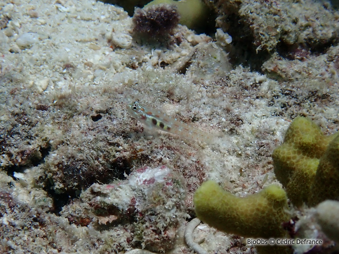 Gobies pygmés (Genre) - Eviota - Cédric Defrance - BioObs