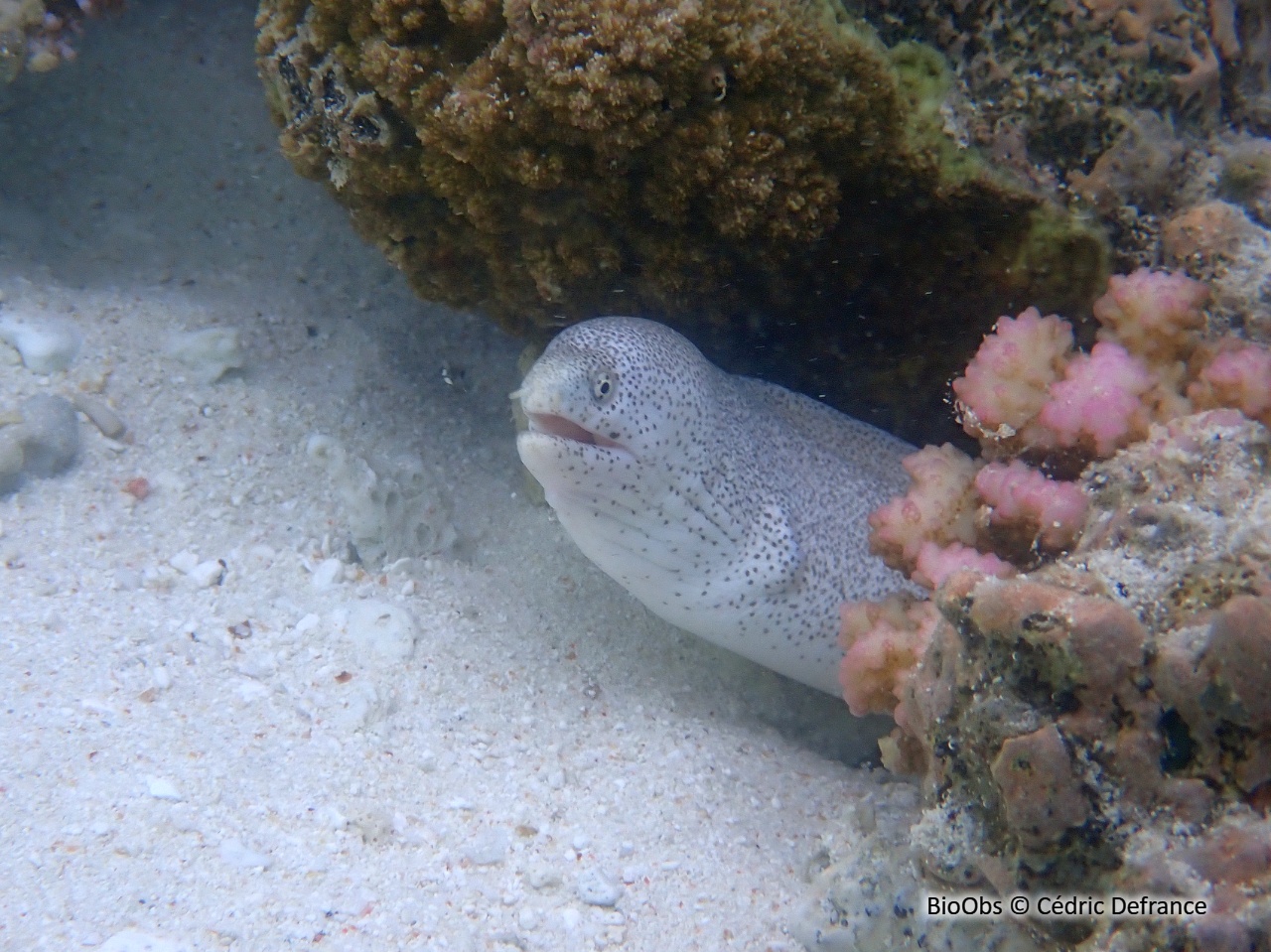 Murène sidérale - Gymnothorax pictus - Cédric Defrance - BioObs