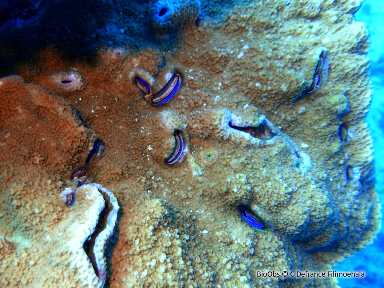 Huître corallicole - Pedum spondyloideum - C Defrance Filimoehala - BioObs