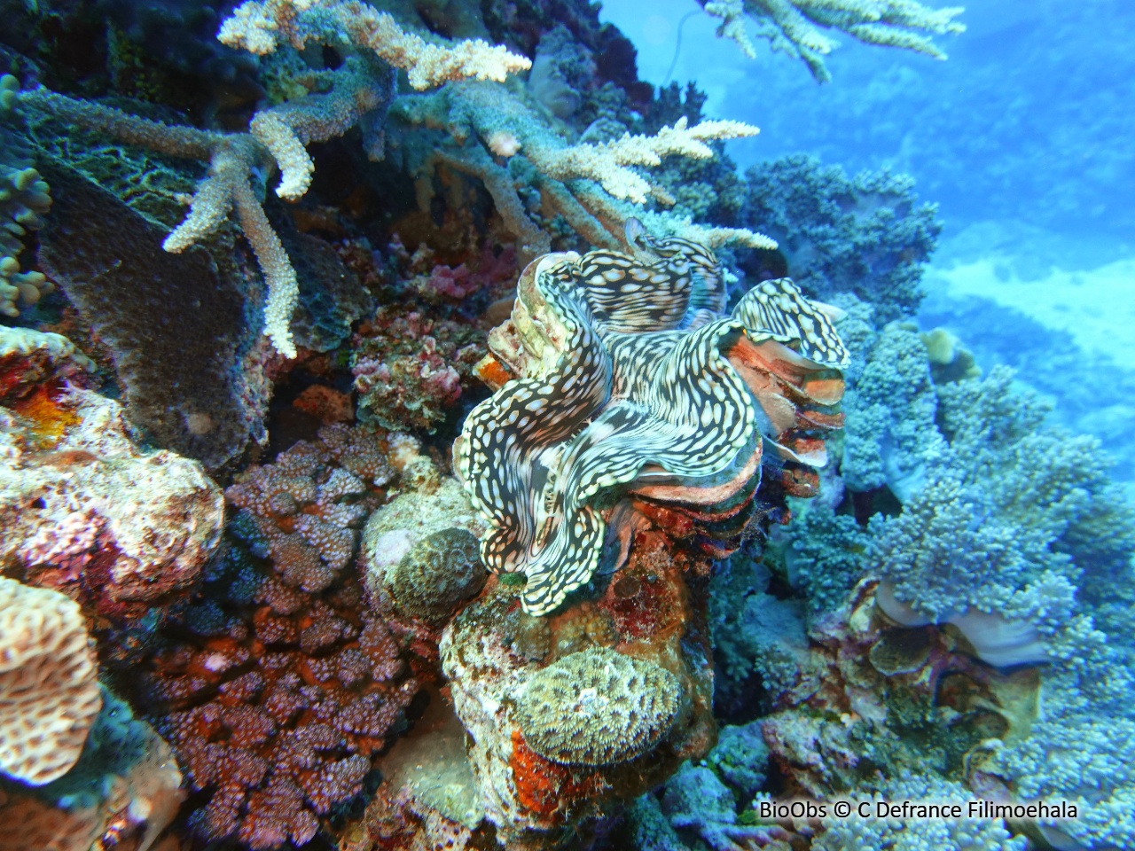 Grand bénitier gaufré - Tridacna squamosa - C Defrance Filimoehala - BioObs