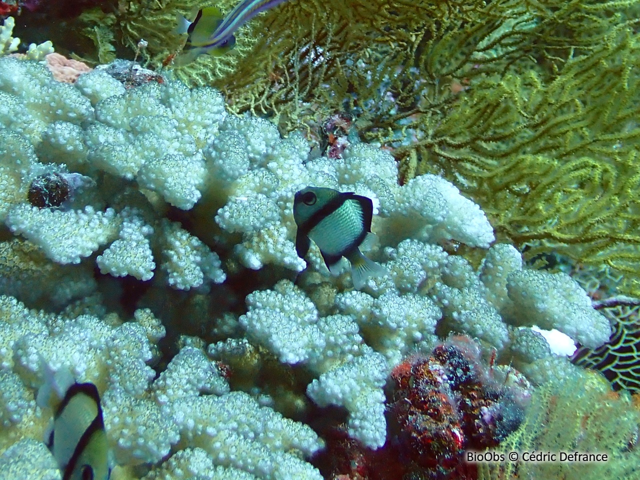 Demoiselle réticulée - Dascyllus reticulatus - Cédric Defrance - BioObs