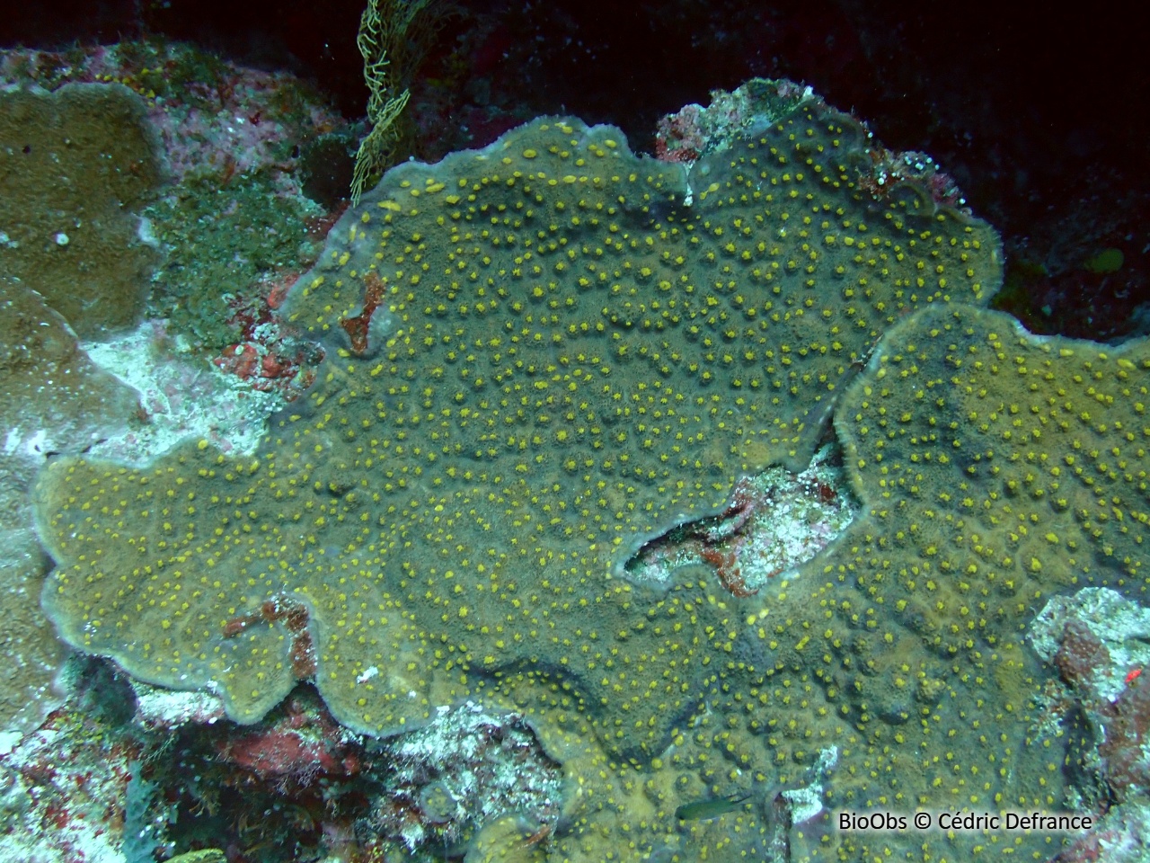 Corail-feuille rugueuse - Echinophyllia aspera - Cédric Defrance - BioObs