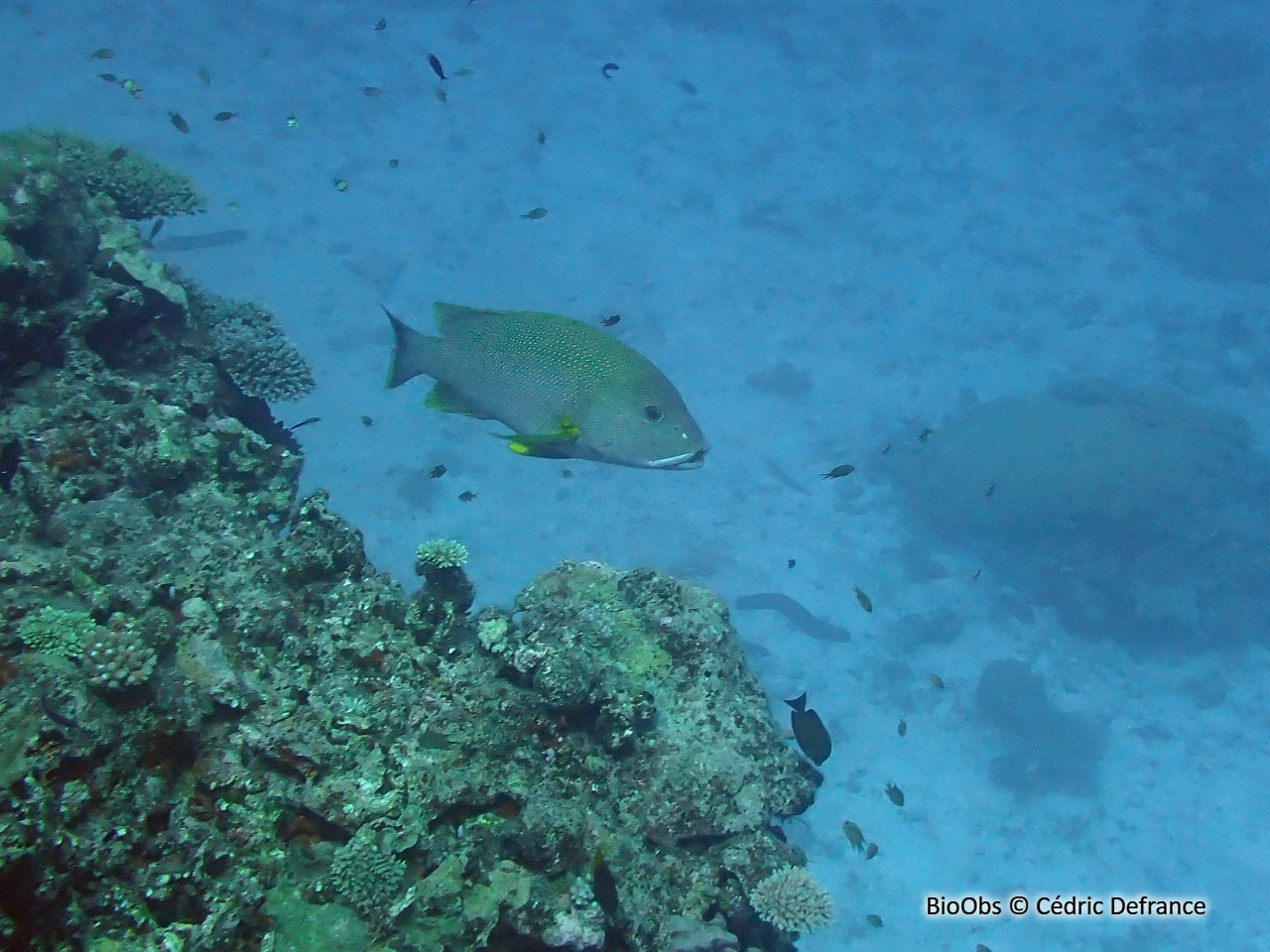 Capitaine empereur - Lethrinus erythracanthus - Cédric Defrance - BioObs