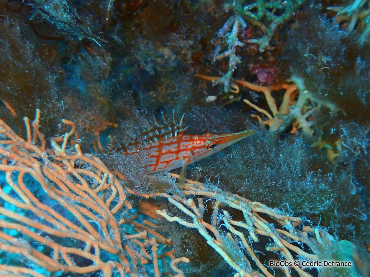 Poisson-faucon à long nez - Oxycirrhites typus - Cédric Defrance - BioObs