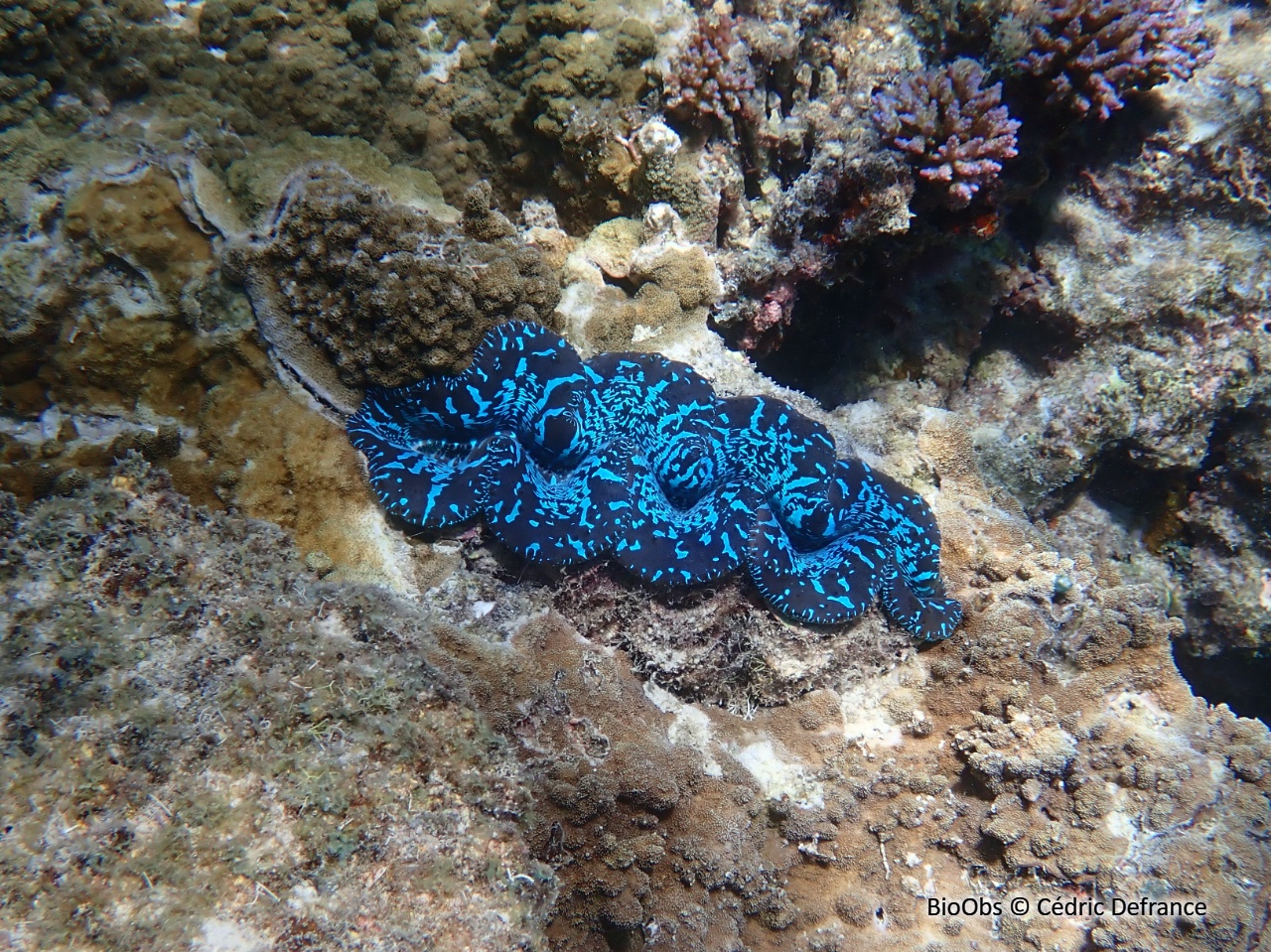 Bénitier crocus - Tridacna crocea - Cédric Defrance - BioObs