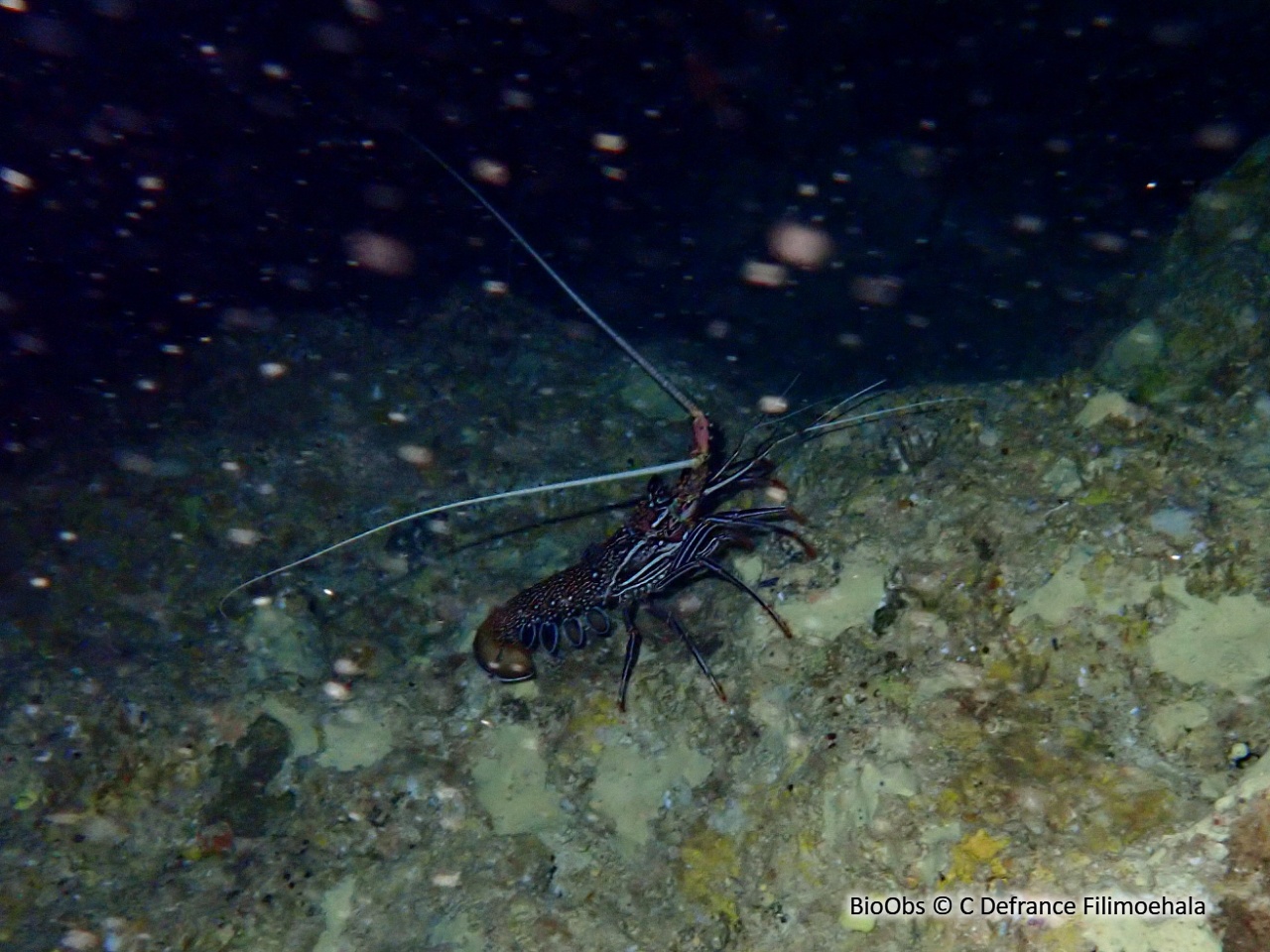 Langouste à jambes rayées - Panulirus femoristriga - C Defrance Filimoehala - BioObs