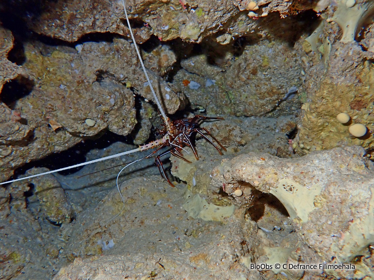 Langouste à jambes rayées - Panulirus femoristriga - C Defrance Filimoehala - BioObs