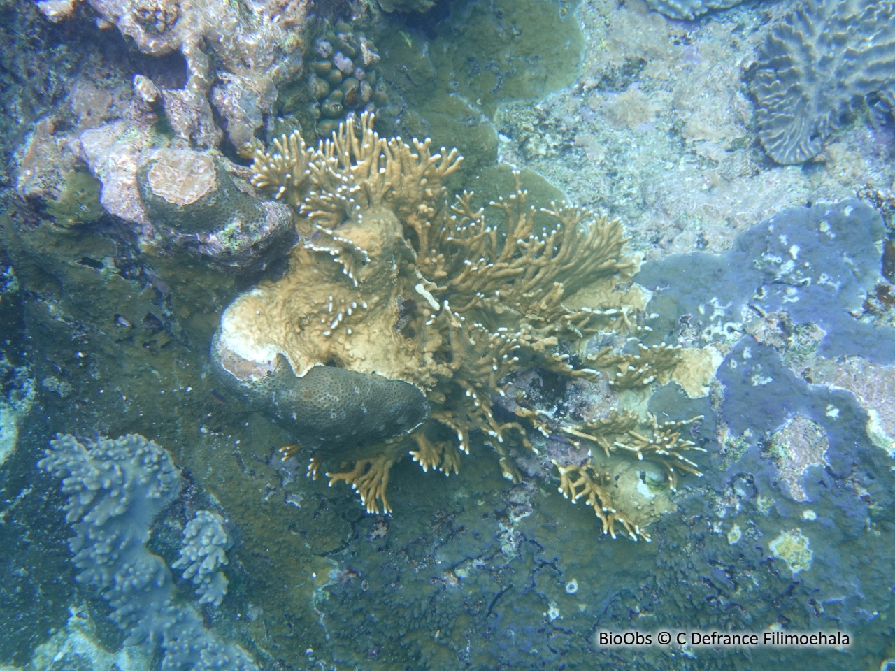 Corail de feu - Millepora tenera - C Defrance Filimoehala - BioObs