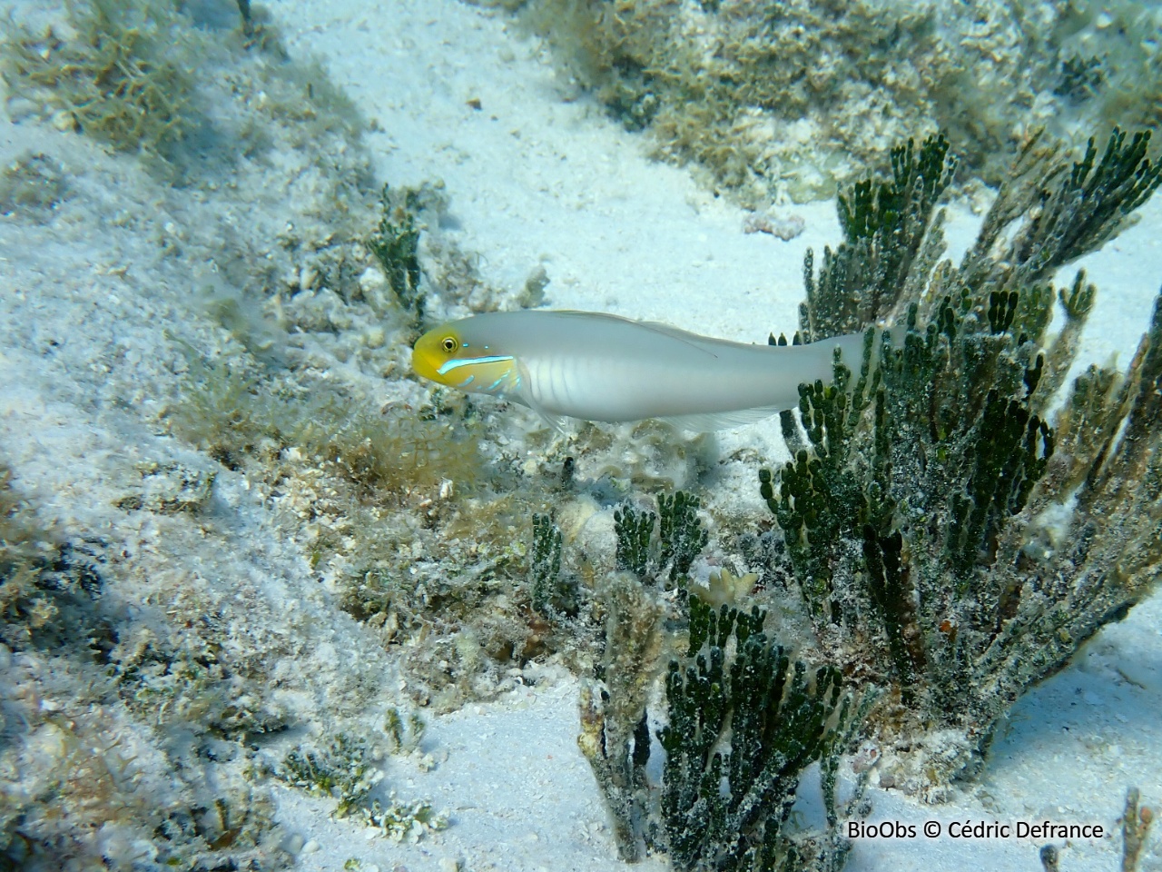 Gobie à raies bleues - Valenciennea strigata - Cédric Defrance - BioObs