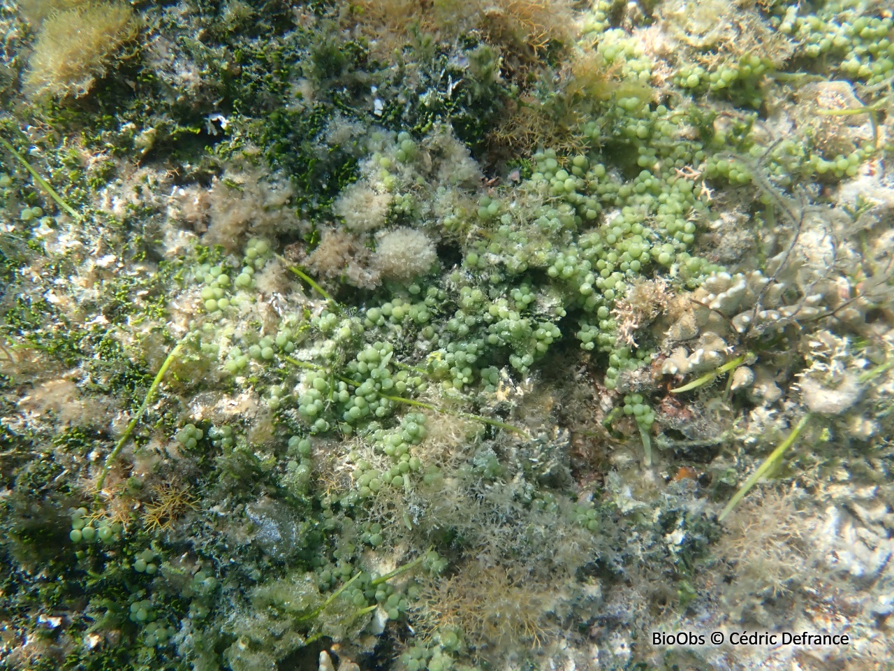 Caulerpe turbinata - Caulerpa racemosa var. turbinata - Cédric Defrance - BioObs