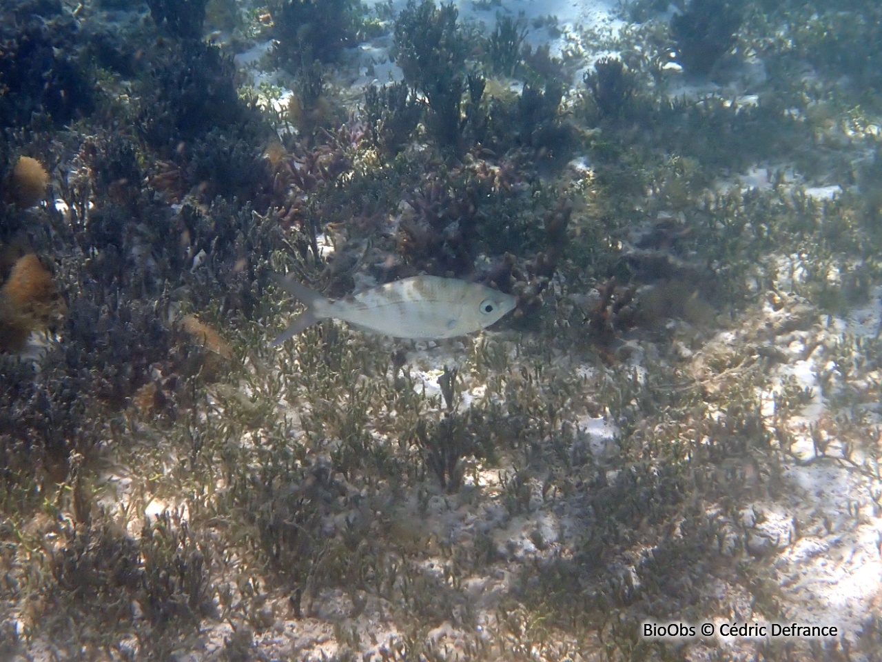 Poisson blanc - Gerres longirostris - Cédric Defrance - BioObs