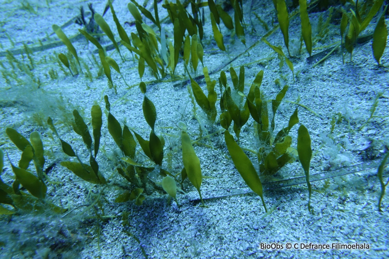 Caulerpe - Caulerpa prolifera - C Defrance Filimoehala - BioObs