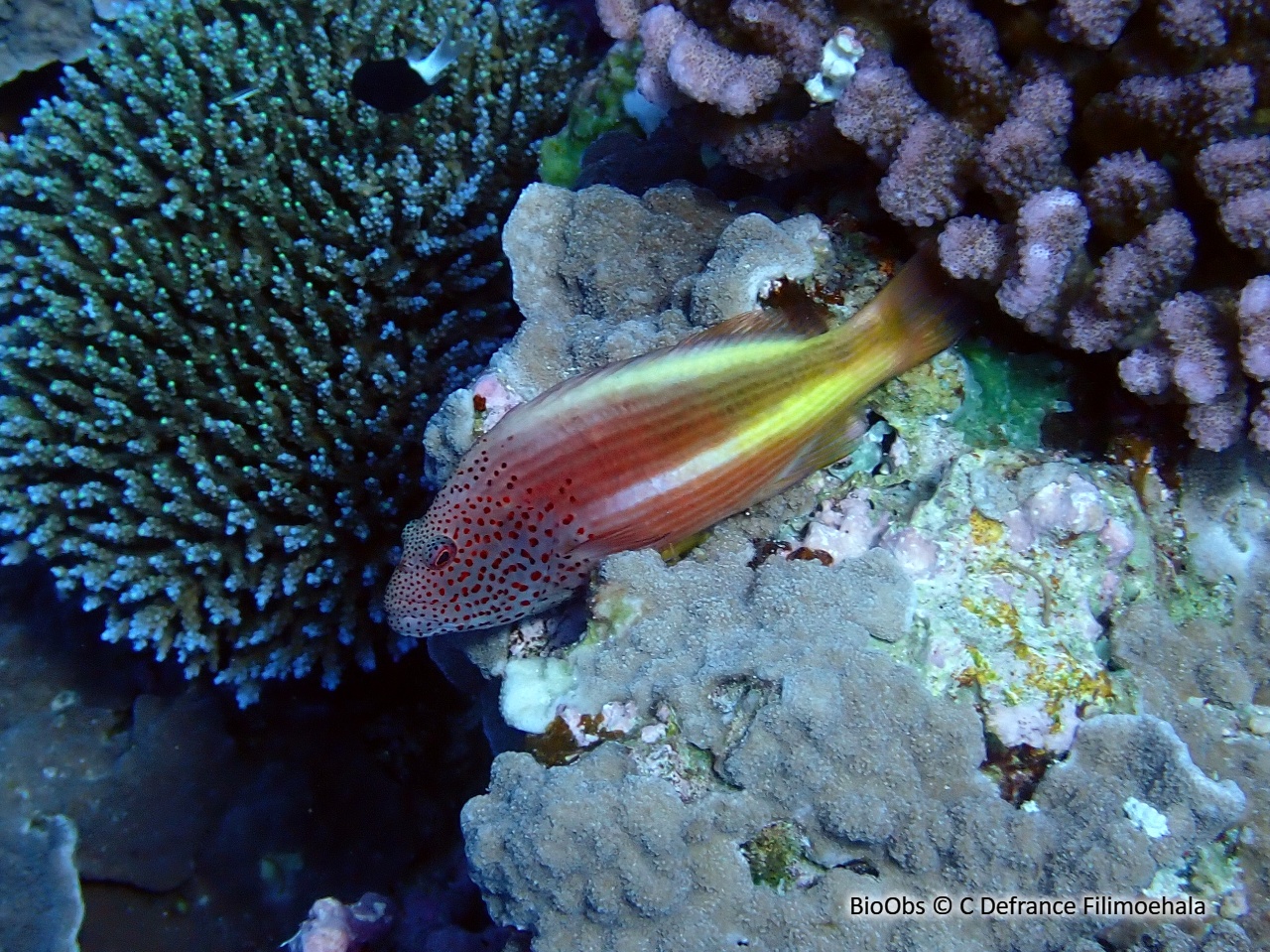 Poisson-faucon à taches de rousseur - Paracirrhites forsteri - C Defrance Filimoehala - BioObs