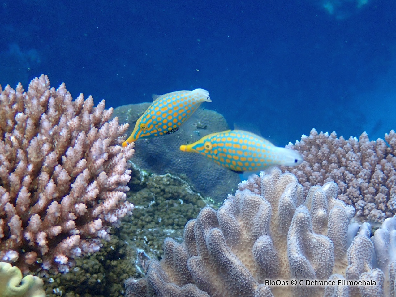 Poisson-lime à taches orange - Oxymonacanthus longirostris - C Defrance Filimoehala - BioObs