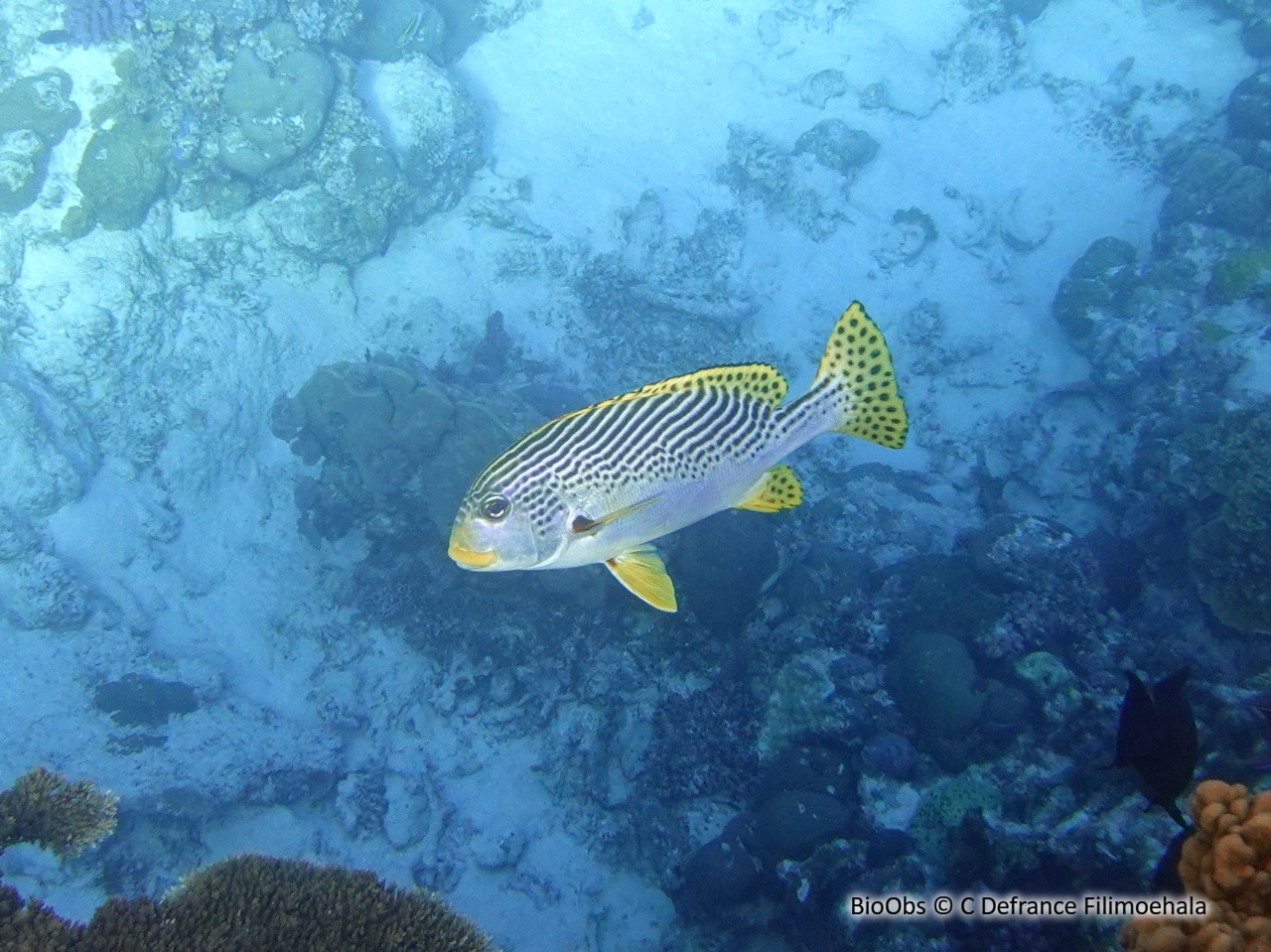 Gaterin à lignes - Plectorhinchus lineatus - C Defrance Filimoehala - BioObs