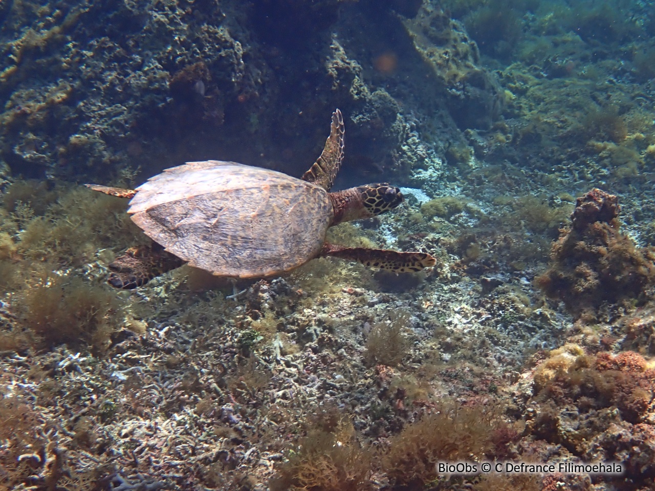 Tortue imbriquée - Eretmochelys imbricata - C Defrance Filimoehala - BioObs
