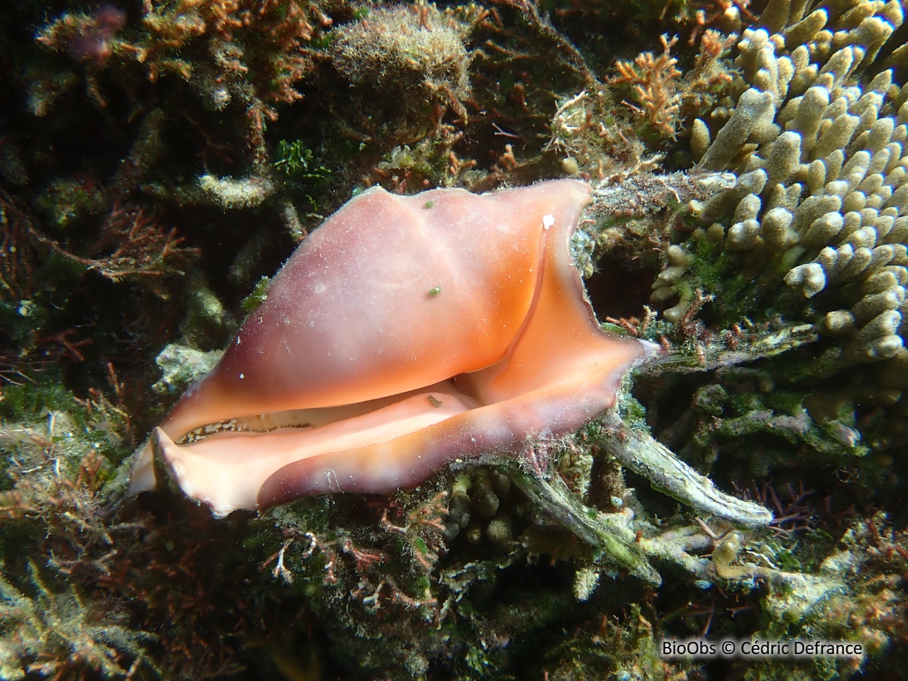 Sept doigts - Lambis lambis - Cédric Defrance - BioObs