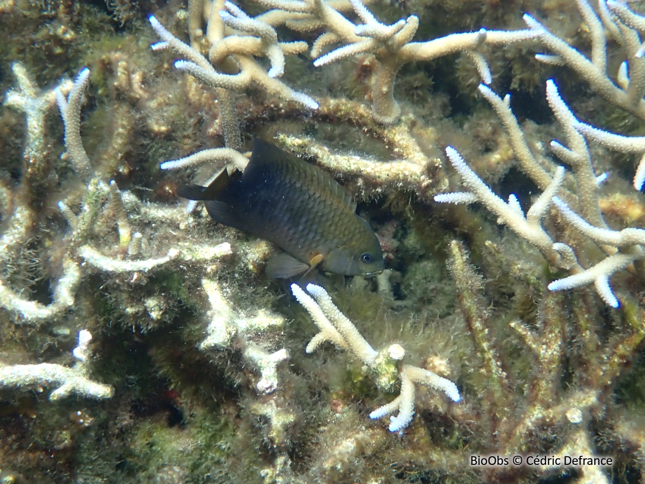 Poisson-fermier - Stegastes punctatus - Cédric Defrance - BioObs