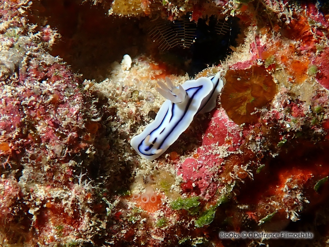 Doris de Loch - Chromodoris lochi - C Defrance Filimoehala - BioObs