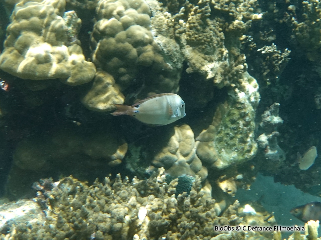 Chirurgien à joue blanche - Acanthurus nigricans - C Defrance Filimoehala - BioObs