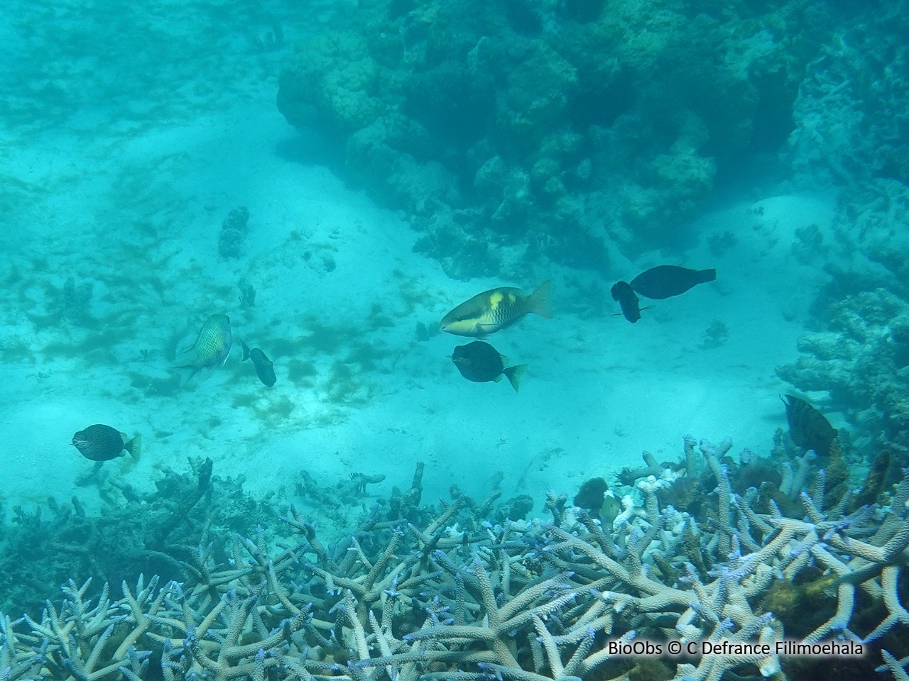 Perroquet à capuchon sombre - Scarus oviceps - C Defrance Filimoehala - BioObs