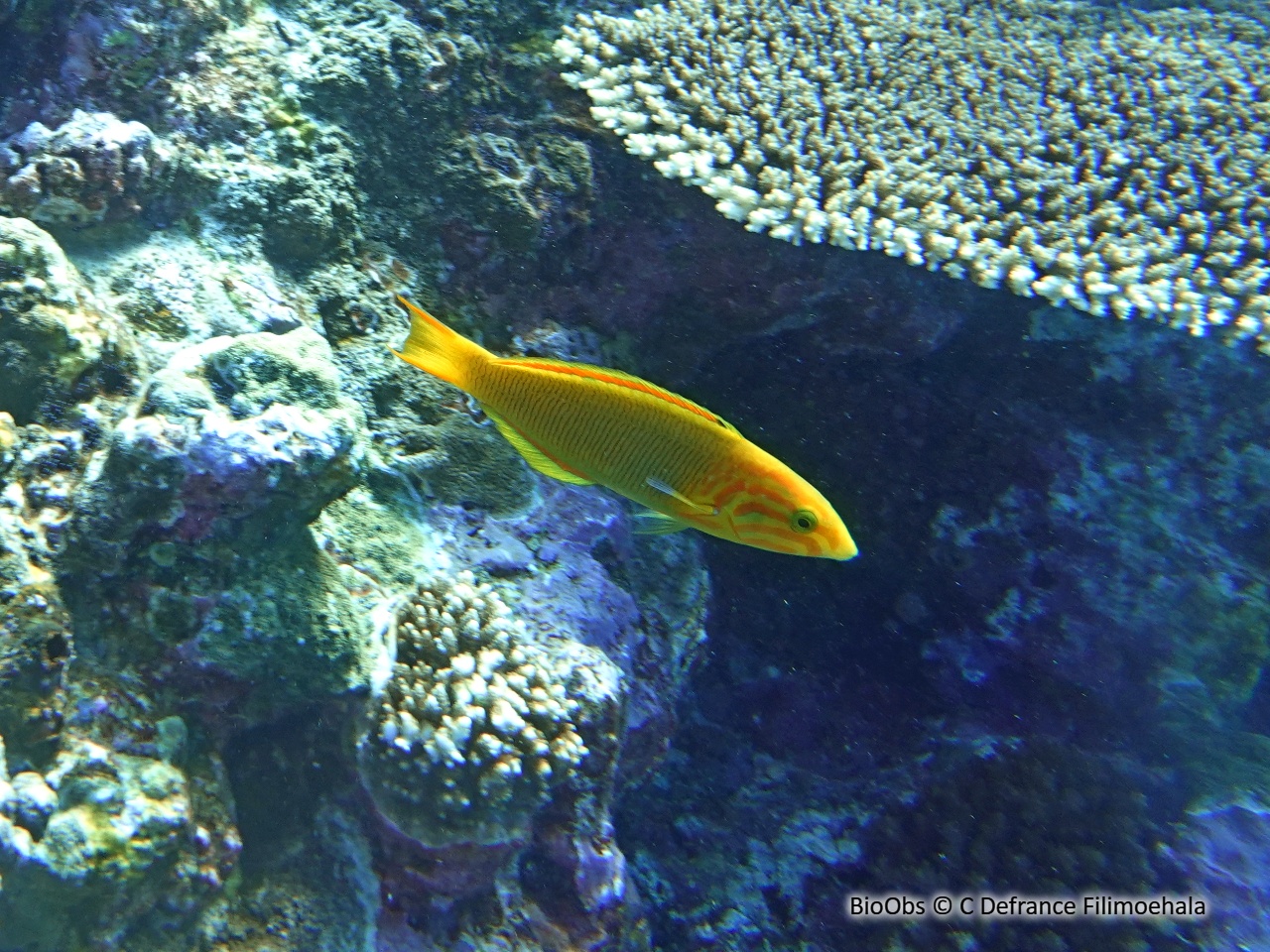 Girelle paon jaune - Thalassoma lutescens - C Defrance Filimoehala - BioObs