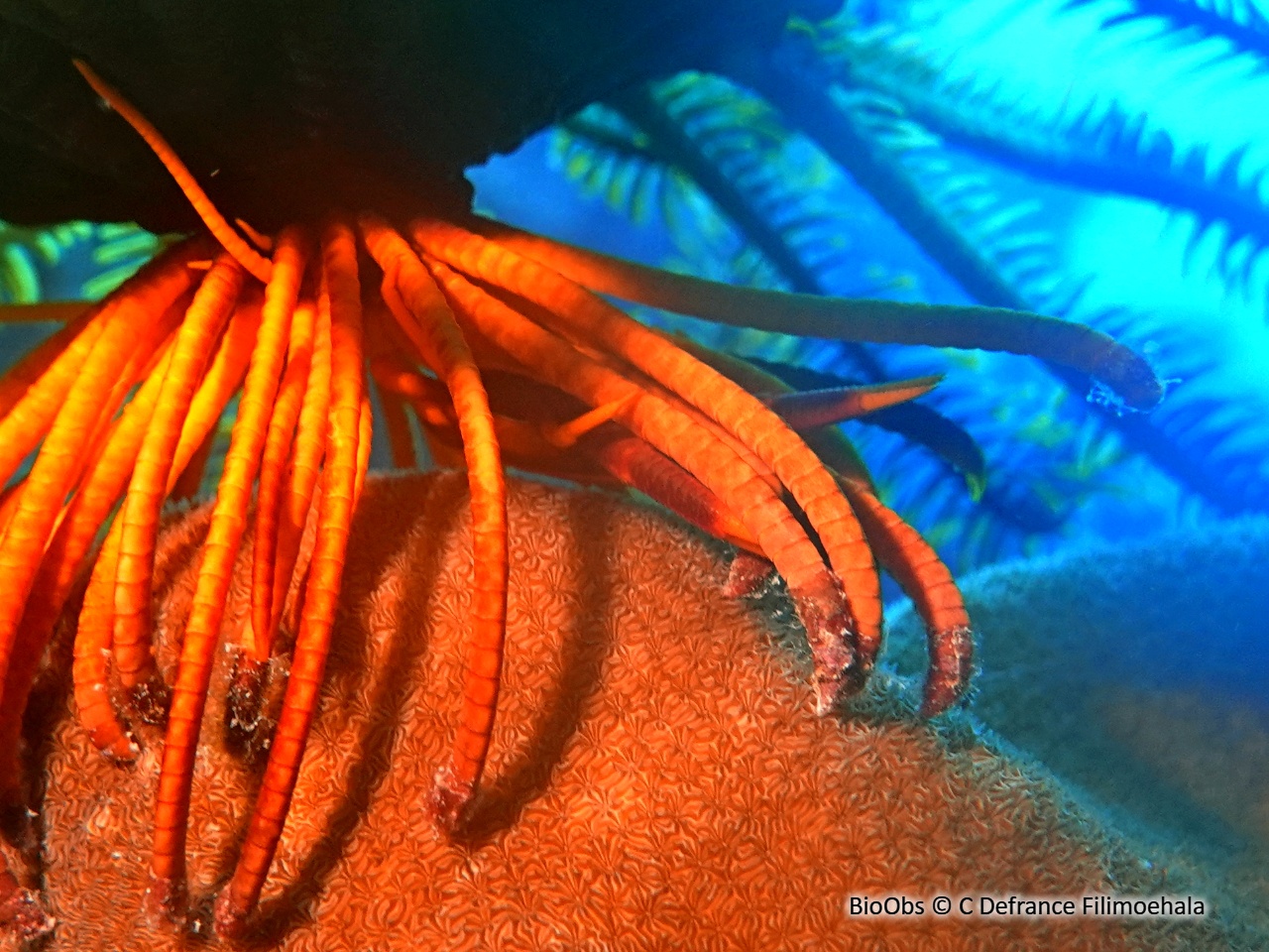 Galathée des comatules - Allogalathea elegans - C Defrance Filimoehala - BioObs
